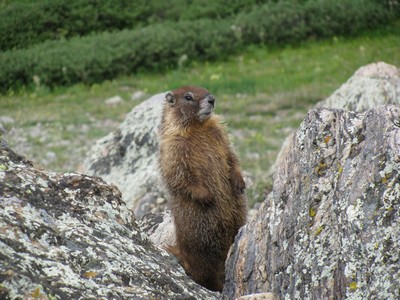 Marmotte