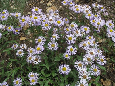 Fleurs en arrivant sur Twin Lake