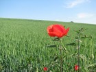 Villers-Cotterets (Aisne) - Mai 2009