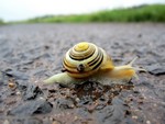 Escargot sous la pluie avant Landos