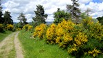 Genêts le long du chemin