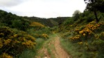 Genêts le long du chemin