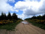 Genêts le long du chemin