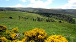 Genêts dans l'ascension du Mont Lozère