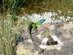 Lézard fluo !