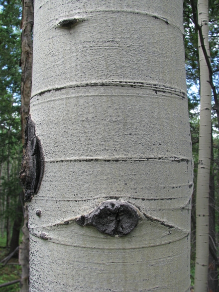 Dans la forêt de pin