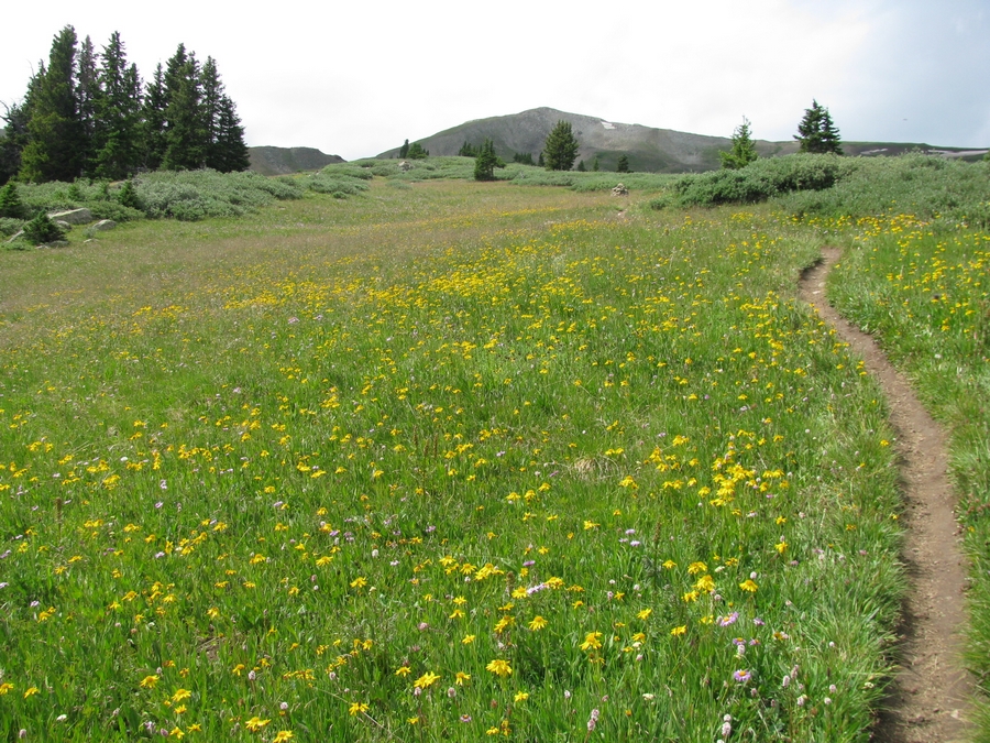 Fleurs dans la montée