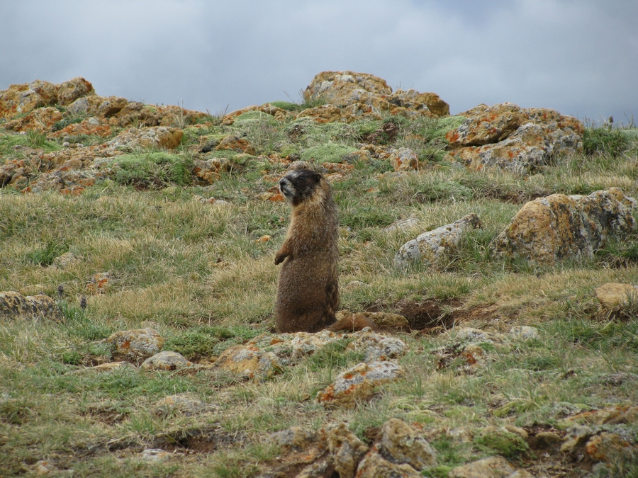 Premières marmottes