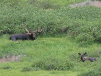 Maman moose et bebe moose