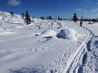 Urho Kekkonen : Suomunruoktu - Tuiskukuru