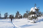 Urho Kekkonen : Suomunruoktu - Tuiskukuru