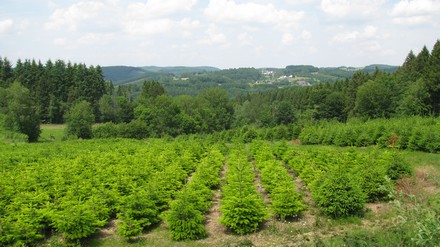 Culture de sapins de Noël