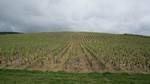 Vignes du maconnais