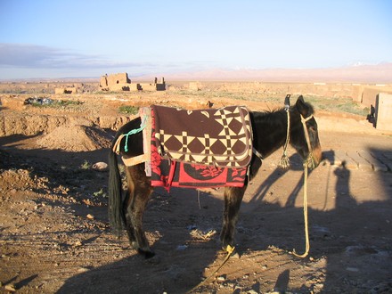 Préparation des mules au départ du trek