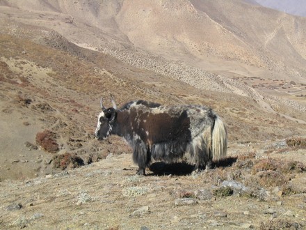 Marche autour de Muktinath - Yak