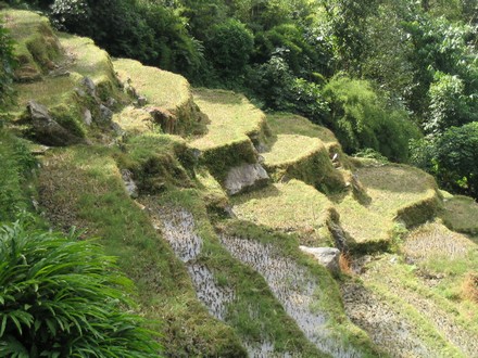 Entre Ghorapani et Birethanti - Rizieres en terrasse