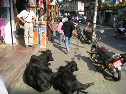 Pokhara - Pere Fou mate en allant vers le quartier du bazar