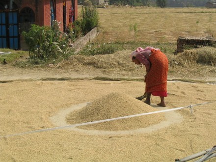 Entre Nagarkot et Bhaktapur - Sechage du riz