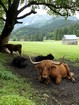 Salzkammergutradweg - Blaa Alm