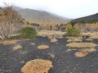 Sicile : Etna