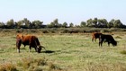 La Camargue à vélo : Draille des 5 Gorges