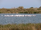 La Camargue à vélo : Digue à la Mer