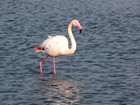 La Camargue à vélo : Digue à la Mer