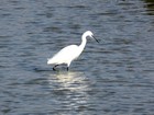 La Camargue à vélo : Digue à la Mer