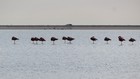 La Camargue à vélo : Digue à la Mer