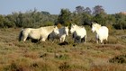 La Camargue à vélo : Digue à la Mer