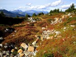 Myrtilles et couleurs de l'automne