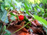 Fraise sauvage sur le chemin