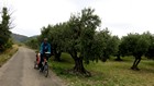 Tour du Mont Ventoux : Oliviers