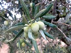 Tour du Mont Ventoux : Olives