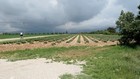 Tour du Verdon - Champs de lavande