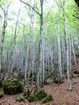 Tour des monts du Cantal : Descente vers Thiézac