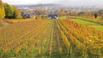 Vignes au dessus de Saint-Alban-Leysse