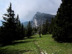 Dans la forêt de l'Aulp du Seuil