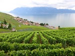 Sur la route des vignes