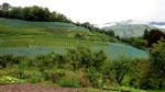 Vignes à Spiez