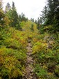 Forêt sur les Hauts Plateaux du Vercors