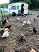 Vélodyssée - Camping à la ferme à Léon