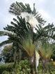 Guadeloupe