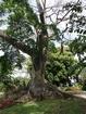 Guadeloupe