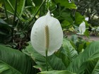 Guadeloupe