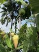 Guadeloupe