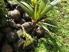 Guadeloupe